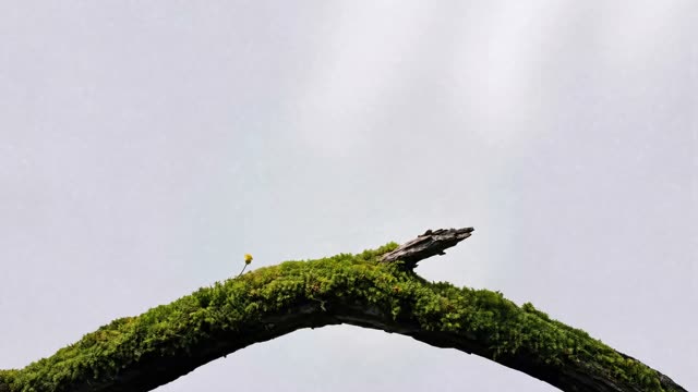 Animated Loop 12 preview